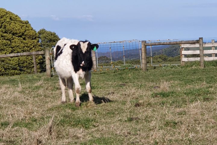 a cow standing on top of a dry grass field